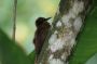 Trinidad2005 - 121 * Plain-brown Woodcreeper.